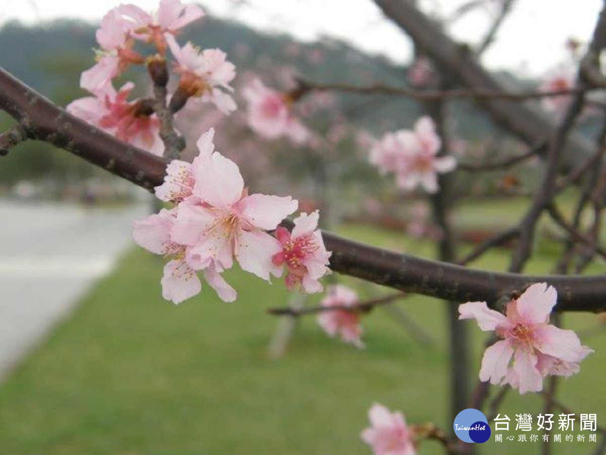 新店陽光運動公園櫻花花期約至3月中旬（圖／新北市水利局提供）