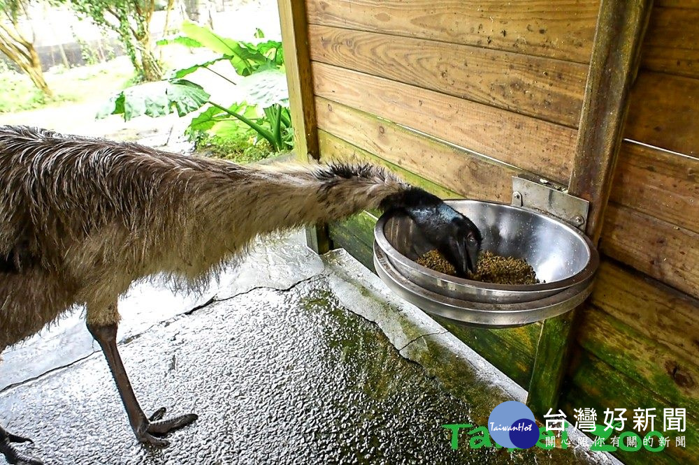 公鴯鶓於繁殖期間，會單獨護巢與孵蛋，將減少採食。（圖／台北市立動物園）