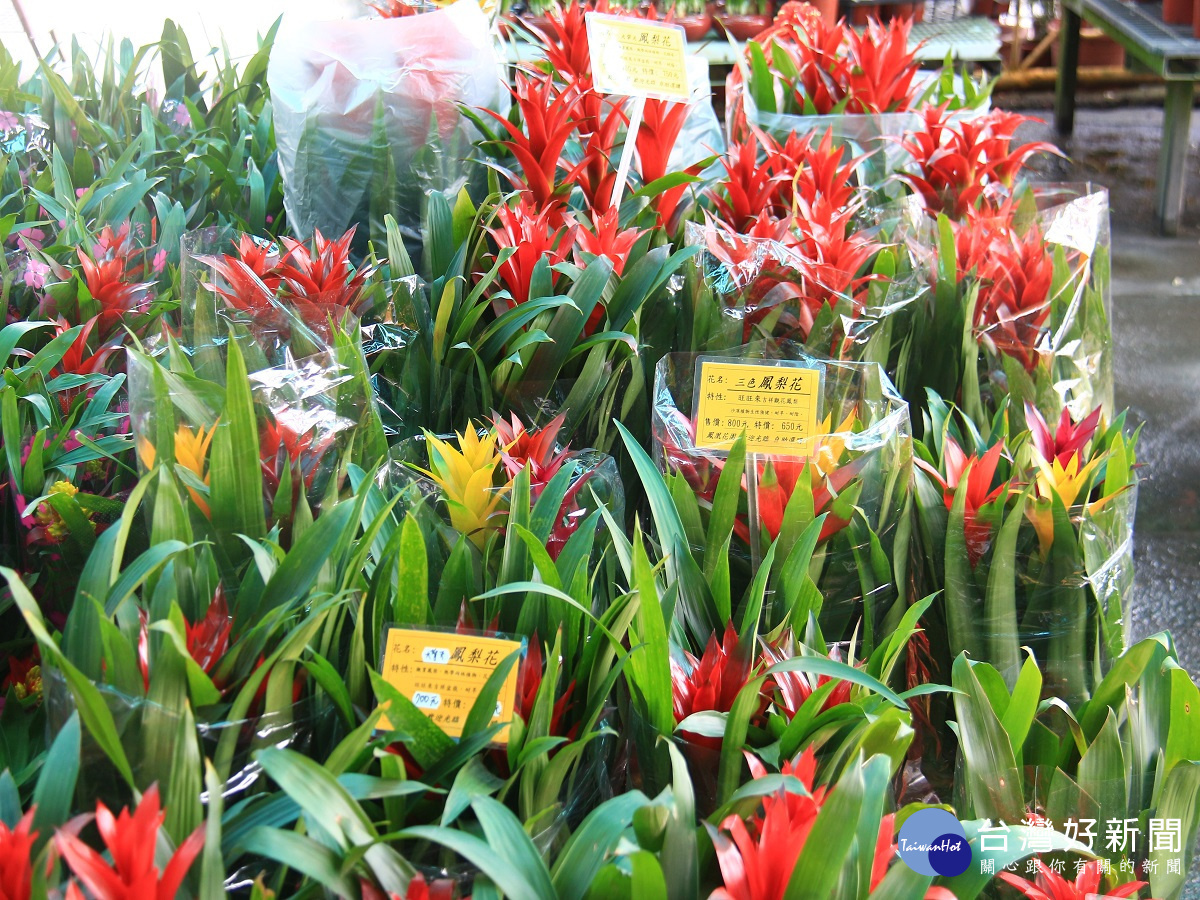 年節熱門鳳梨花 「呼你旺旺來」年銷100萬盆