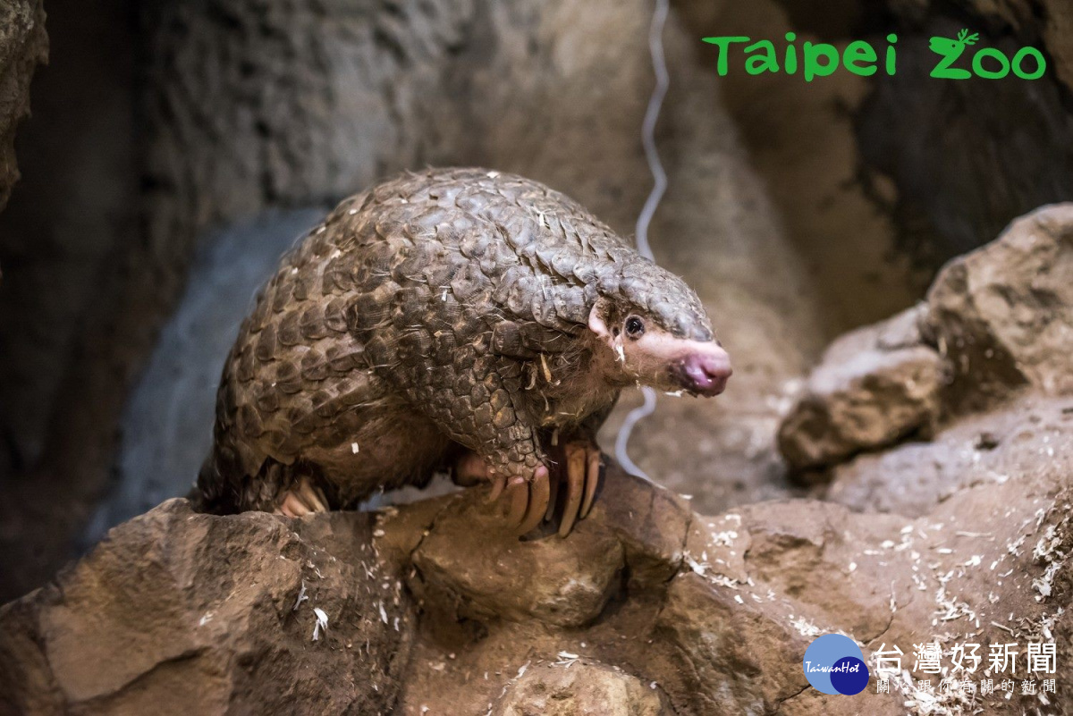 每年二月的第三個周六為「世界穿山甲日」(圖/台北市立動物園提供)
