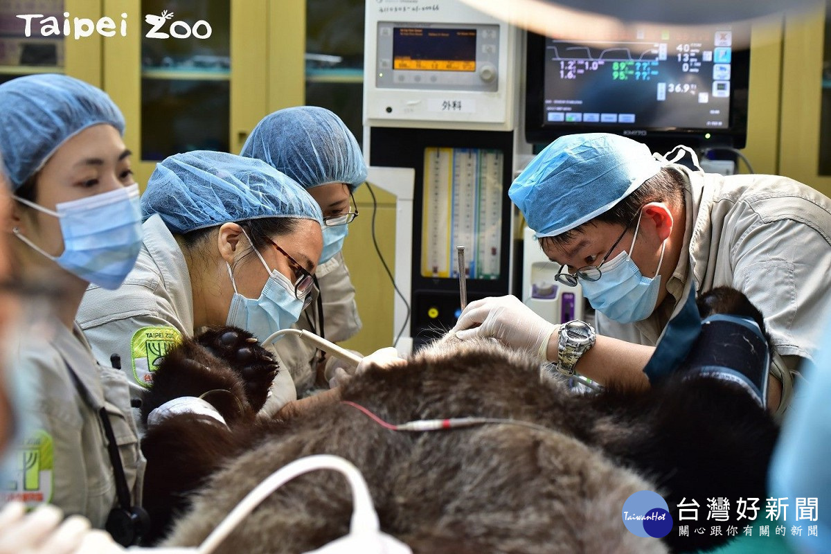 大貓熊「圓圓」於今日上午第2度進行人工授精。（圖／台北動物園提供）