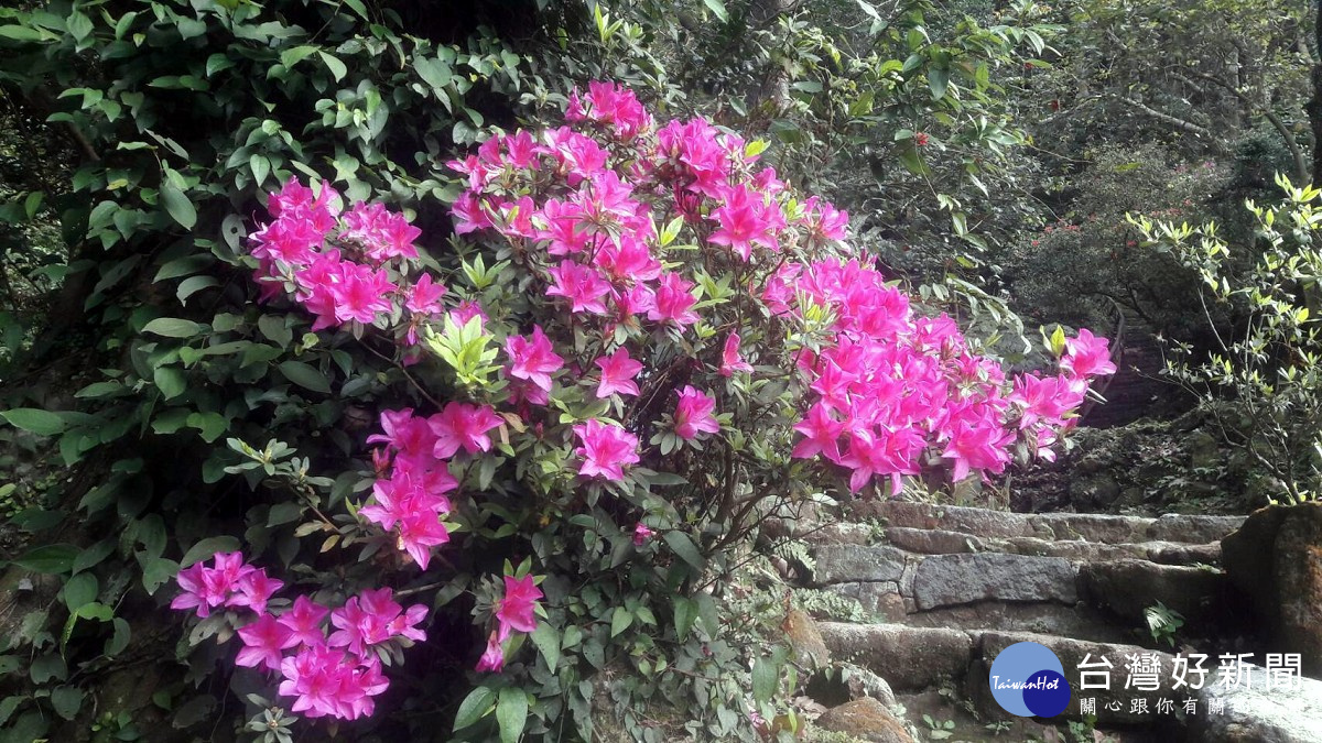 杜鵑花（圖／台北市公園處提供）