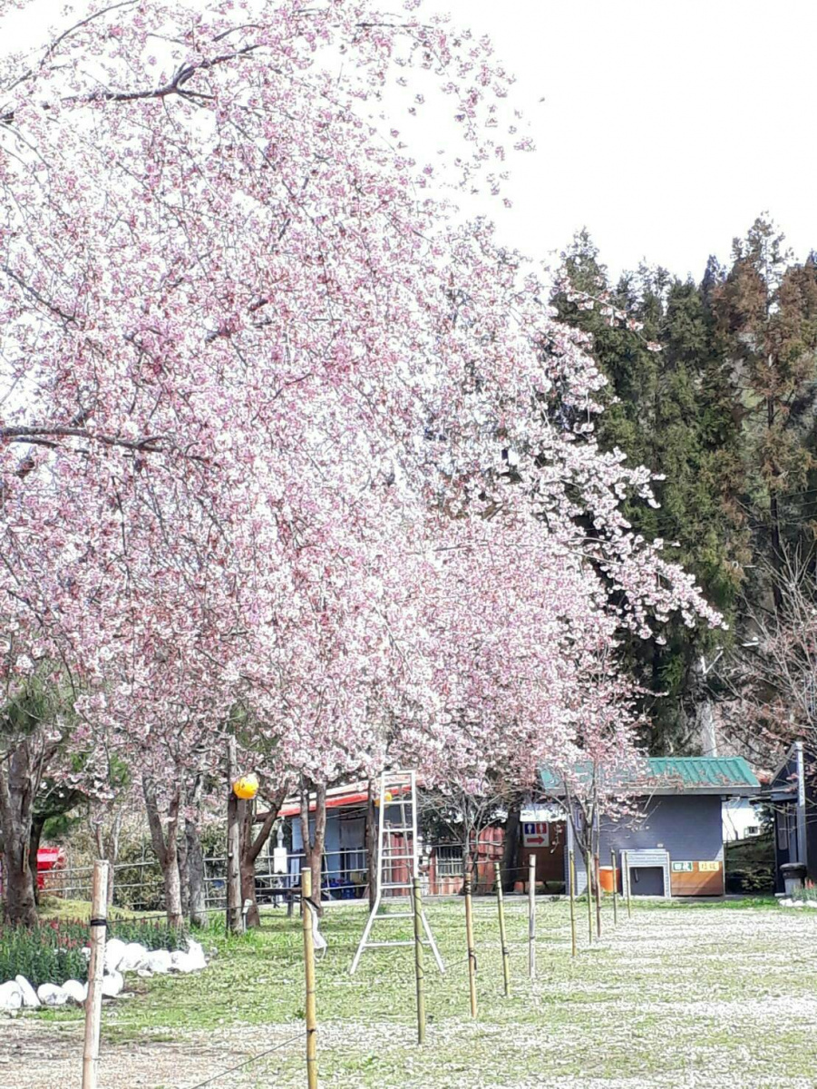 復興後山地區的櫻花盛開，十分漂亮與壯觀。(記者陳寶印攝)