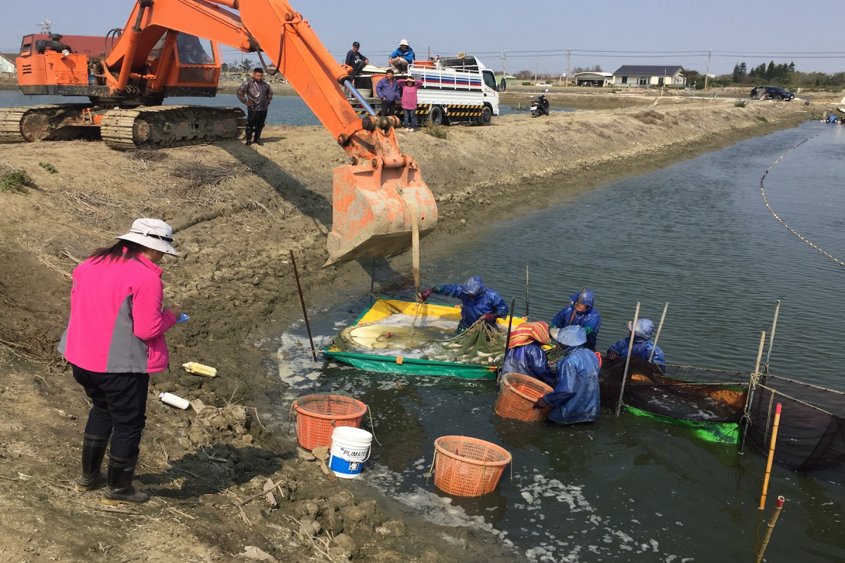 搬家前得清點烏魚數量。(圖/記者黃芳祿攝)