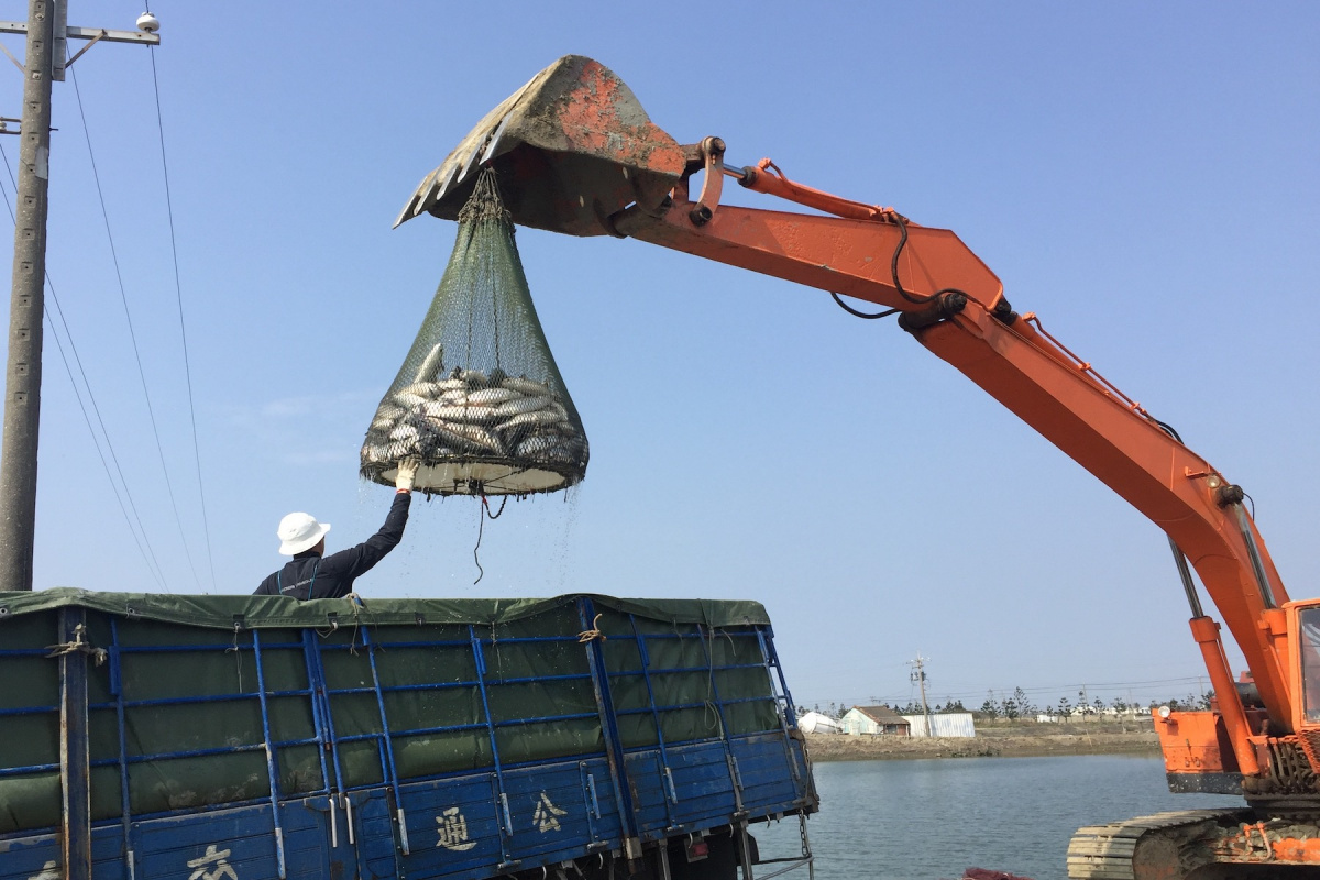 烏魚被吊車吊進大卡車準備進新家。(圖/記者黃芳祿攝)