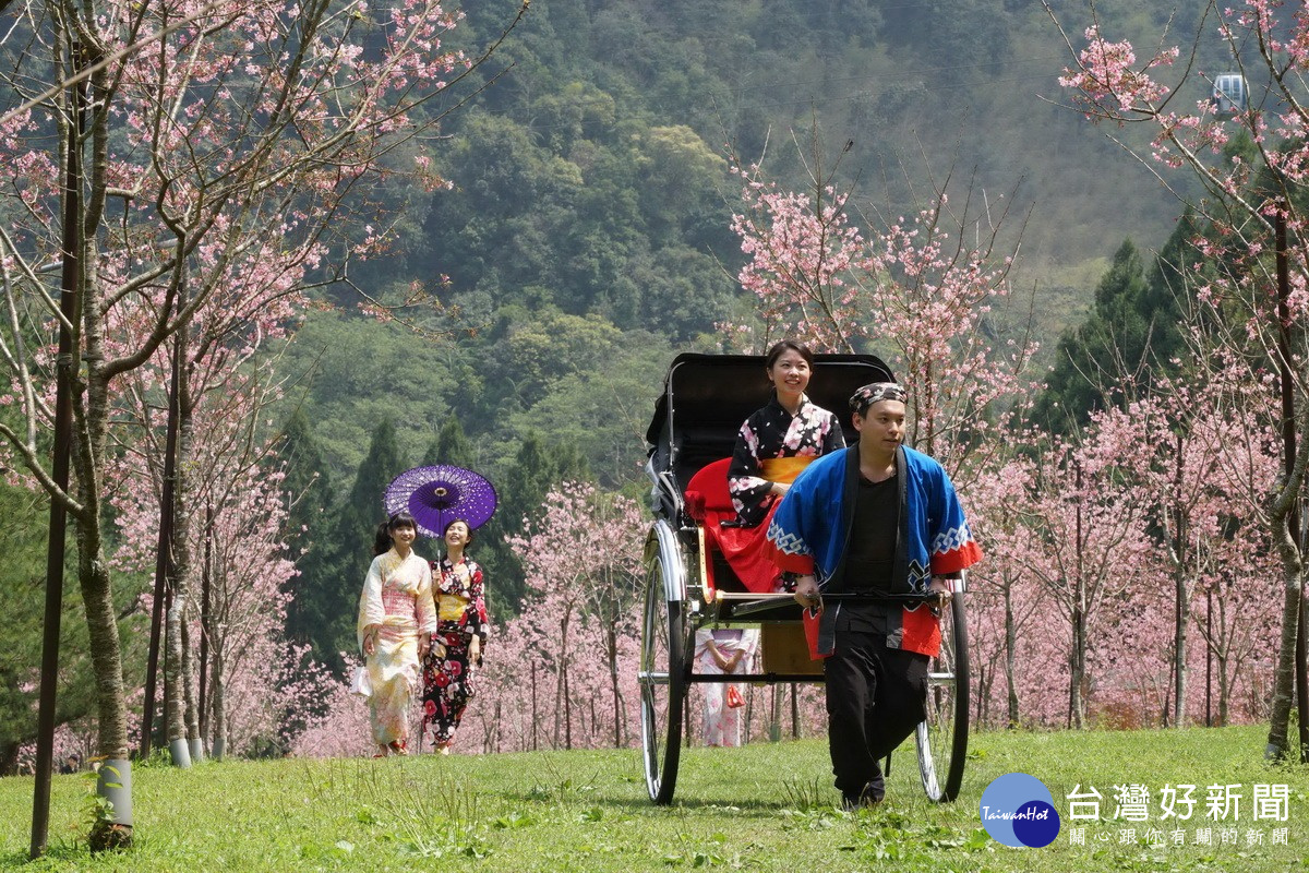 穿著和服在櫻花樹下拍照，也可搭乘人力車欣賞沿路的櫻花，多愜意！