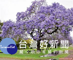 樹形很美開藍色花的優質行道樹「藍花楹」。圖/翻拍於網路