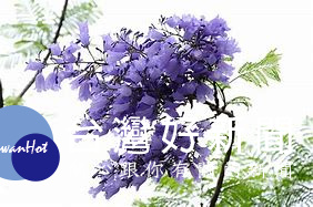 藍花楹。圖／翻拍於網路