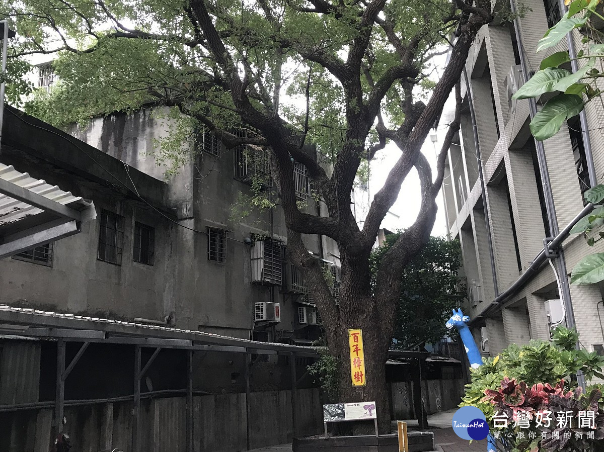 泰山國小校園內有顆百年歷史的老樟樹。(圖/景觀處提供)