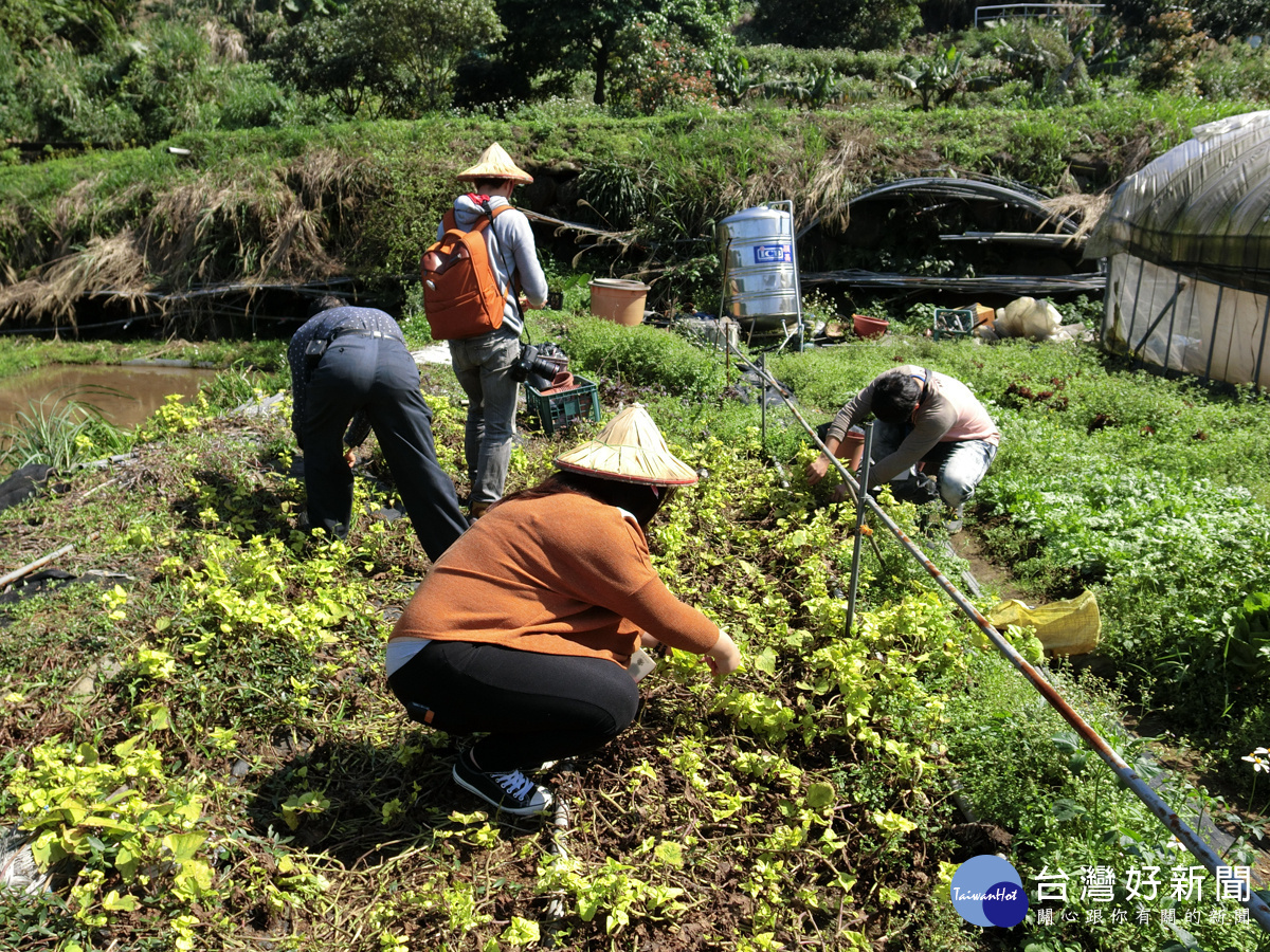 三芝的共榮社區裡，每處家戶落處都設有「家庭汙水生態處理系統」。（記者曾一禾攝）