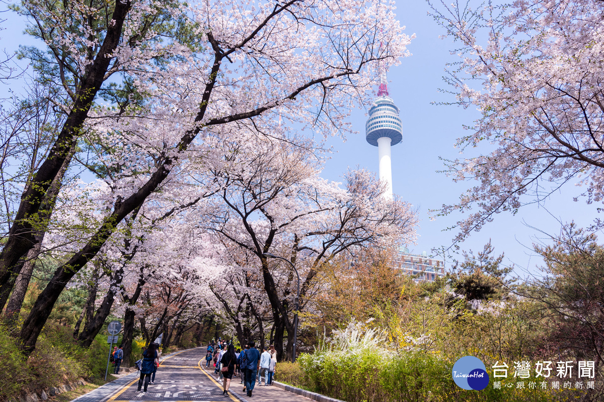 ​每到春季，韓國各地開滿了櫻花，不少旅客會專程前往南山公園朝聖，還可以在櫻花的縫隙中看到韓國第一高塔-首爾塔。（圖／喜鴻假期提供）