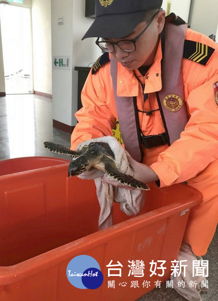 台子港安檢所對受困的海龜進行保濕及檢傷，並通報縣府農業處及國立海洋生物博物館協助處理。（記者陳昭宗拍攝）