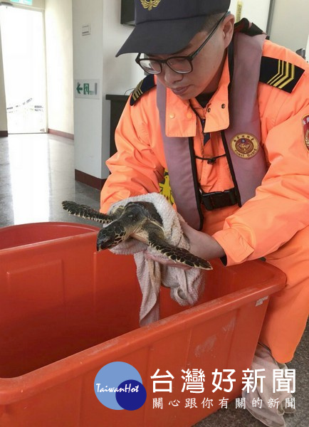 台子港安檢所對受困的海龜進行保濕及檢傷,並通報縣府農業處及國立海洋生物博物館協助處理。(記者陳昭宗拍攝)