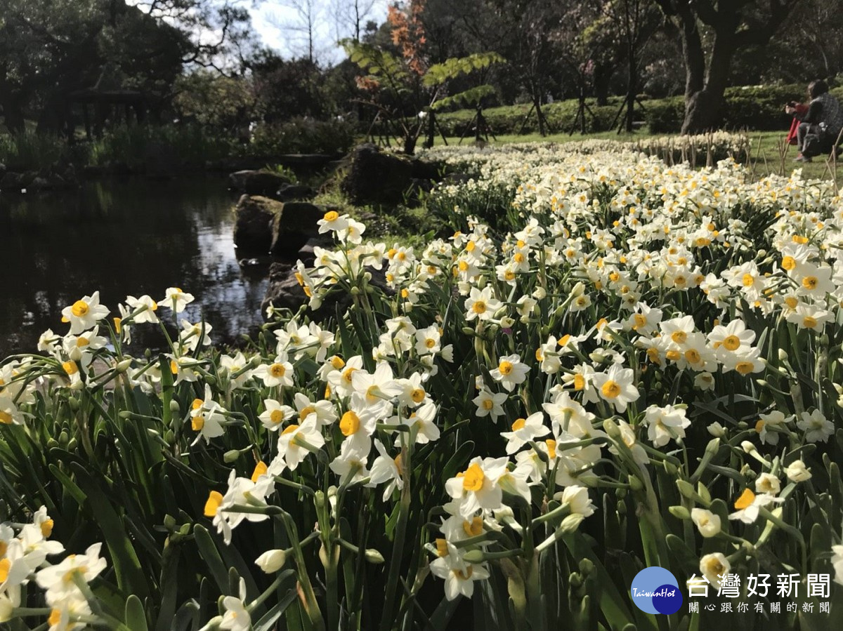 陽明山群芳競艷　湖山綠地8千株水仙花散發迷人香氣（圖／台北市公園處提供）