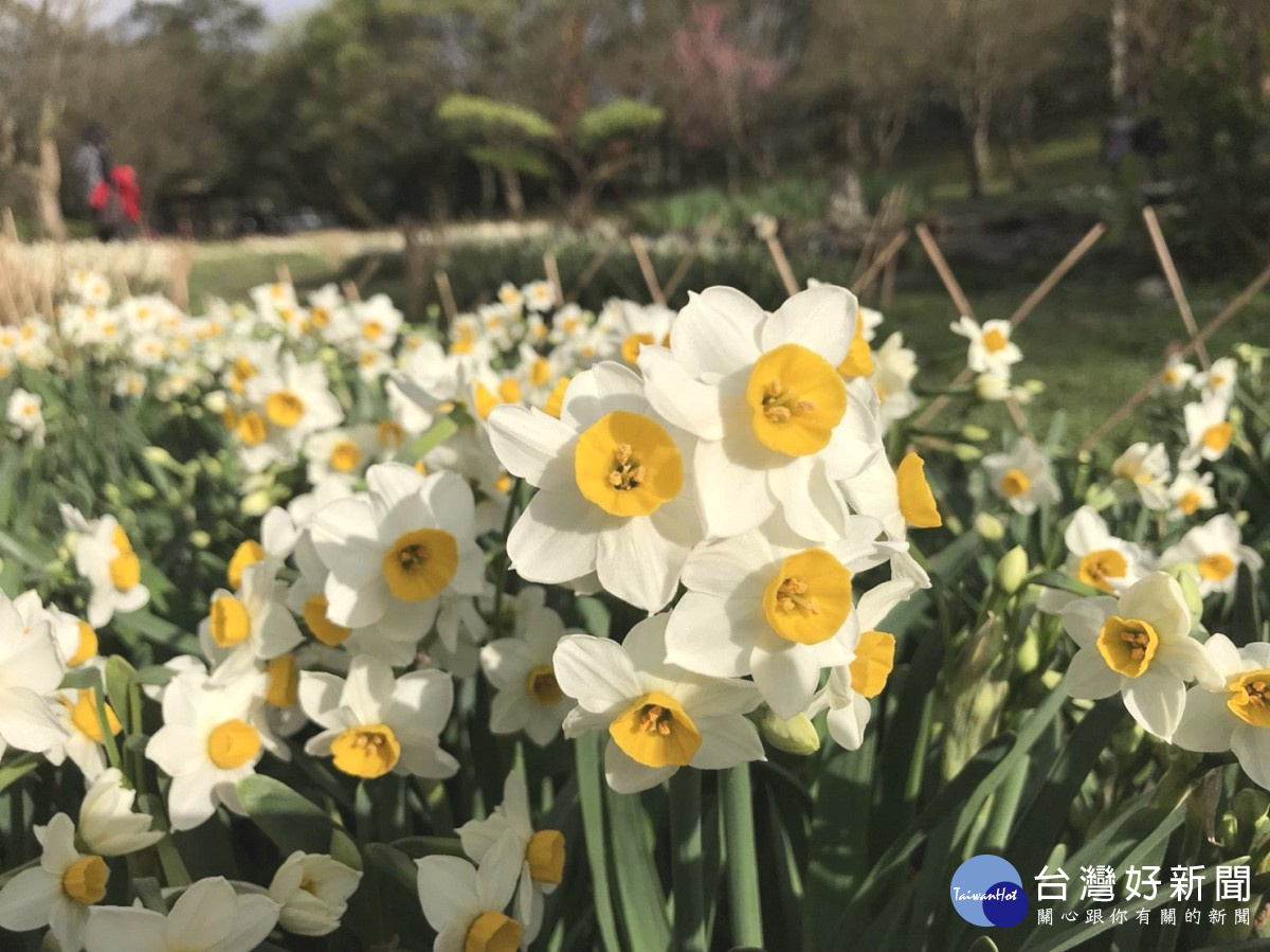 陽明山群芳競艷　湖山綠地8千株水仙花散發迷人香氣（圖／台北市公園處提供）