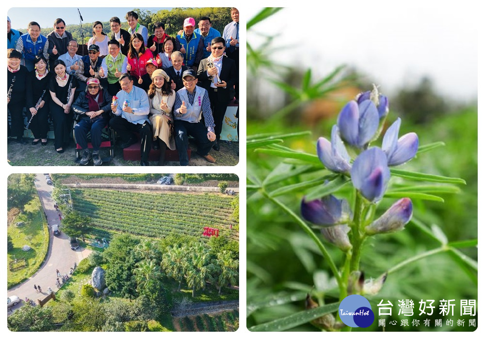 戀戀魯冰花活動閉幕不閉園,魯冰花賞花約可持續到3月底,參觀人次突破48萬人次。
