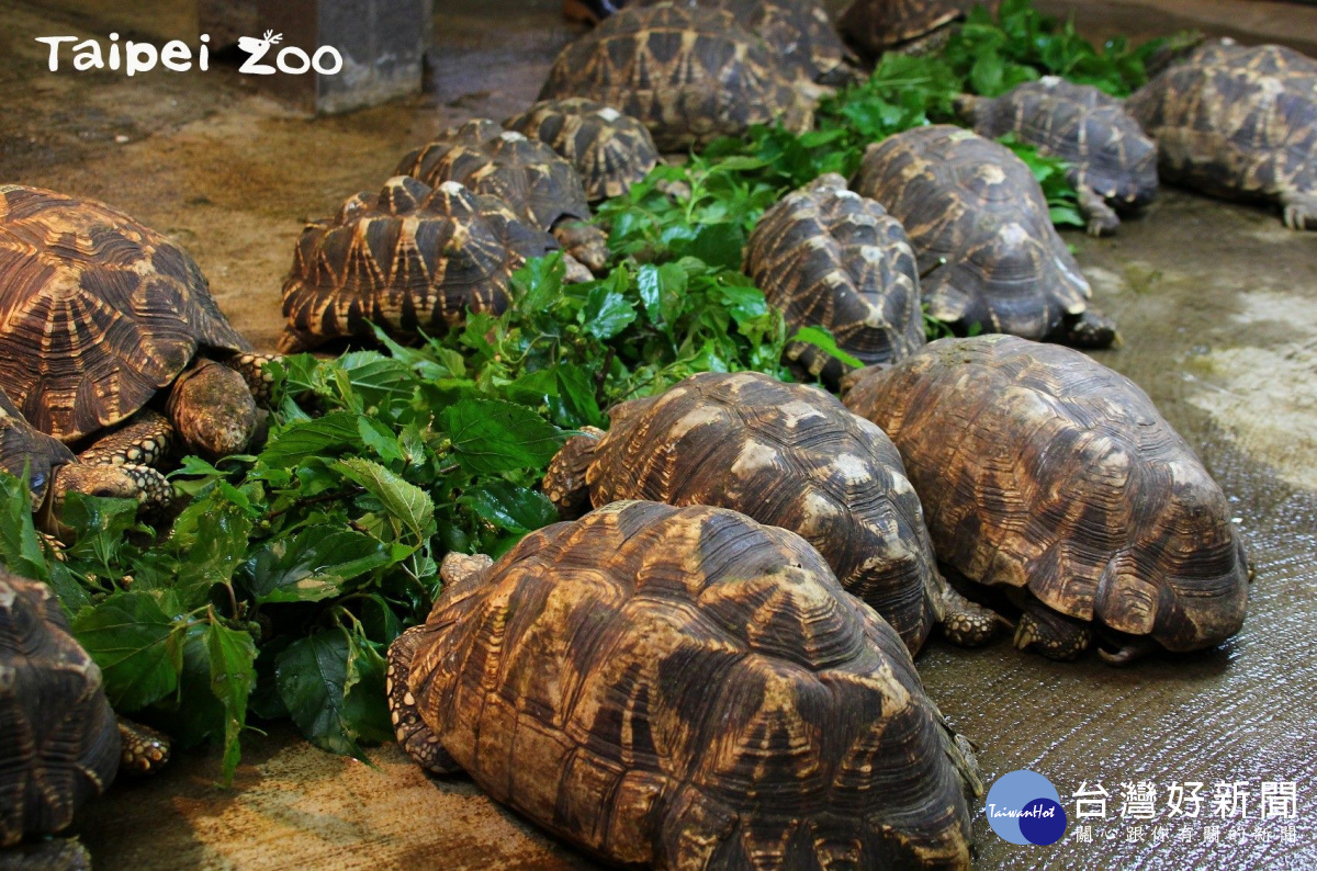 氣候溫暖宜人時，緬甸星龜才會顯得食慾大增
