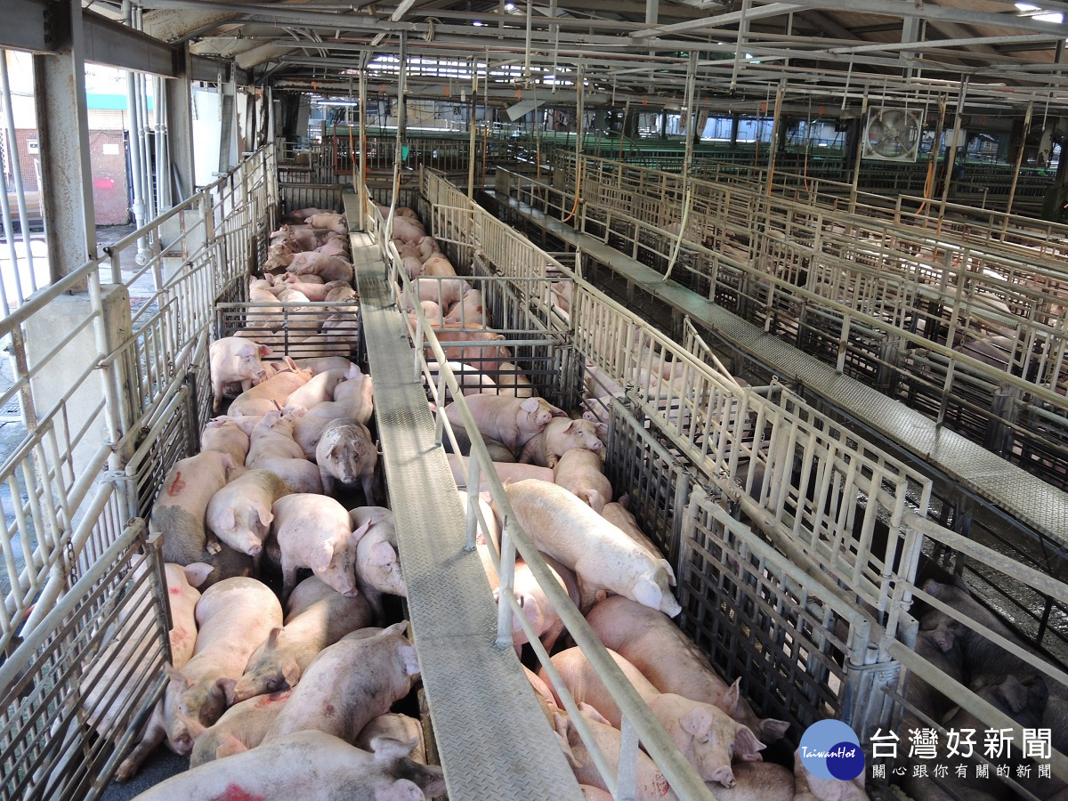 年節後因豬肉品消費大減　高檔豬價出現異常回跌