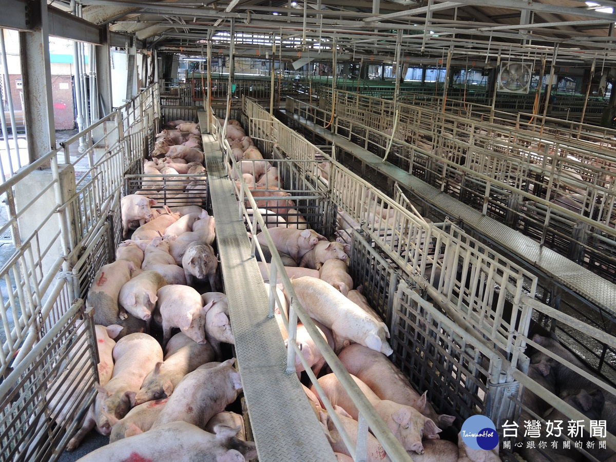 年節後因豬肉品消費大減 高檔豬價出現異常回跌