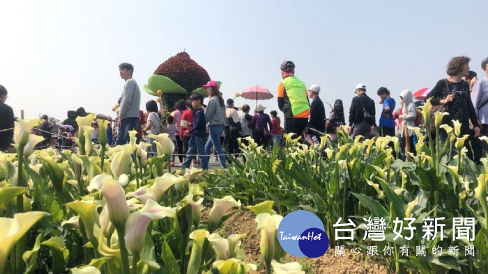 「桃園彩色海芋季」遊客攜家帶眷搭乘免費接駁車不斷湧入展區，截至目前累計人次已達67萬！