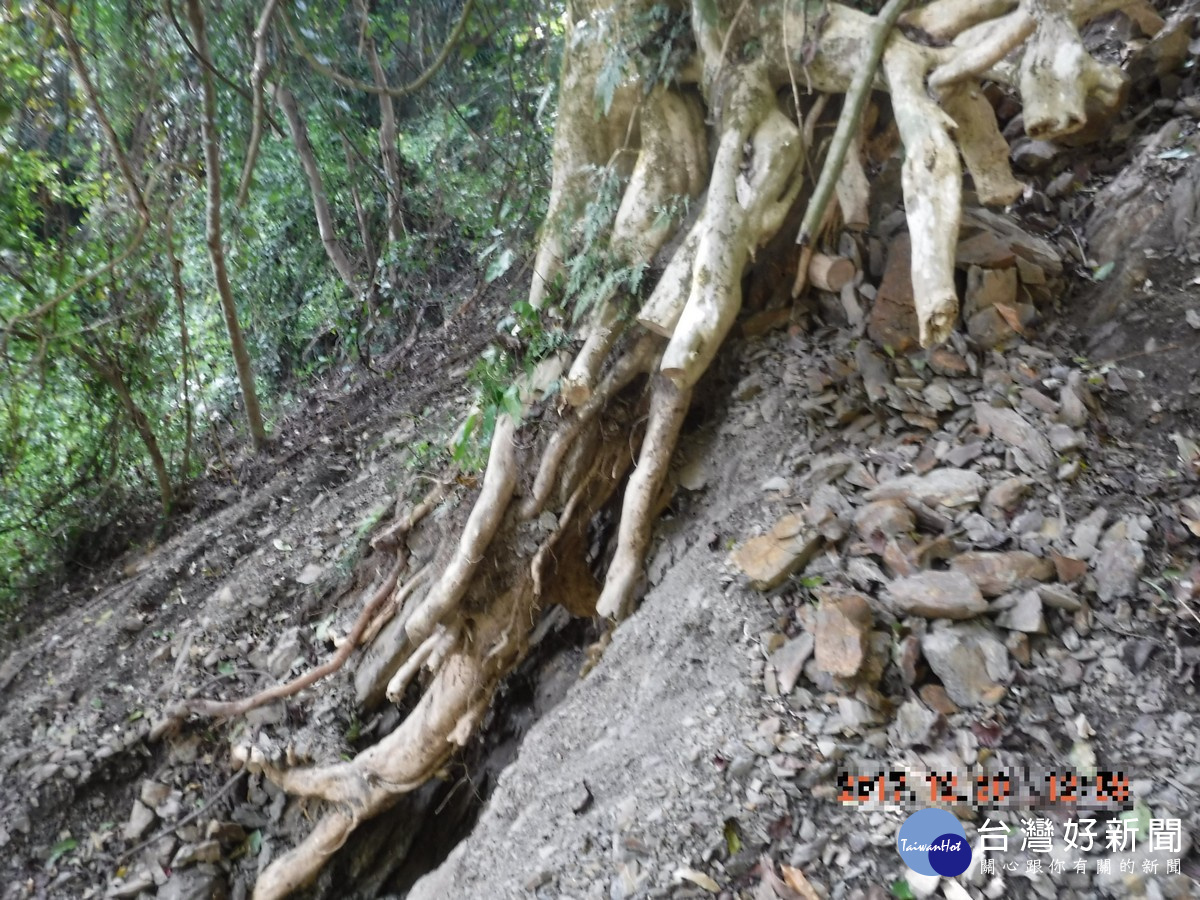 為圖竊取珍貴龜甲石,進而破壞盤結於石頭上之樹根。