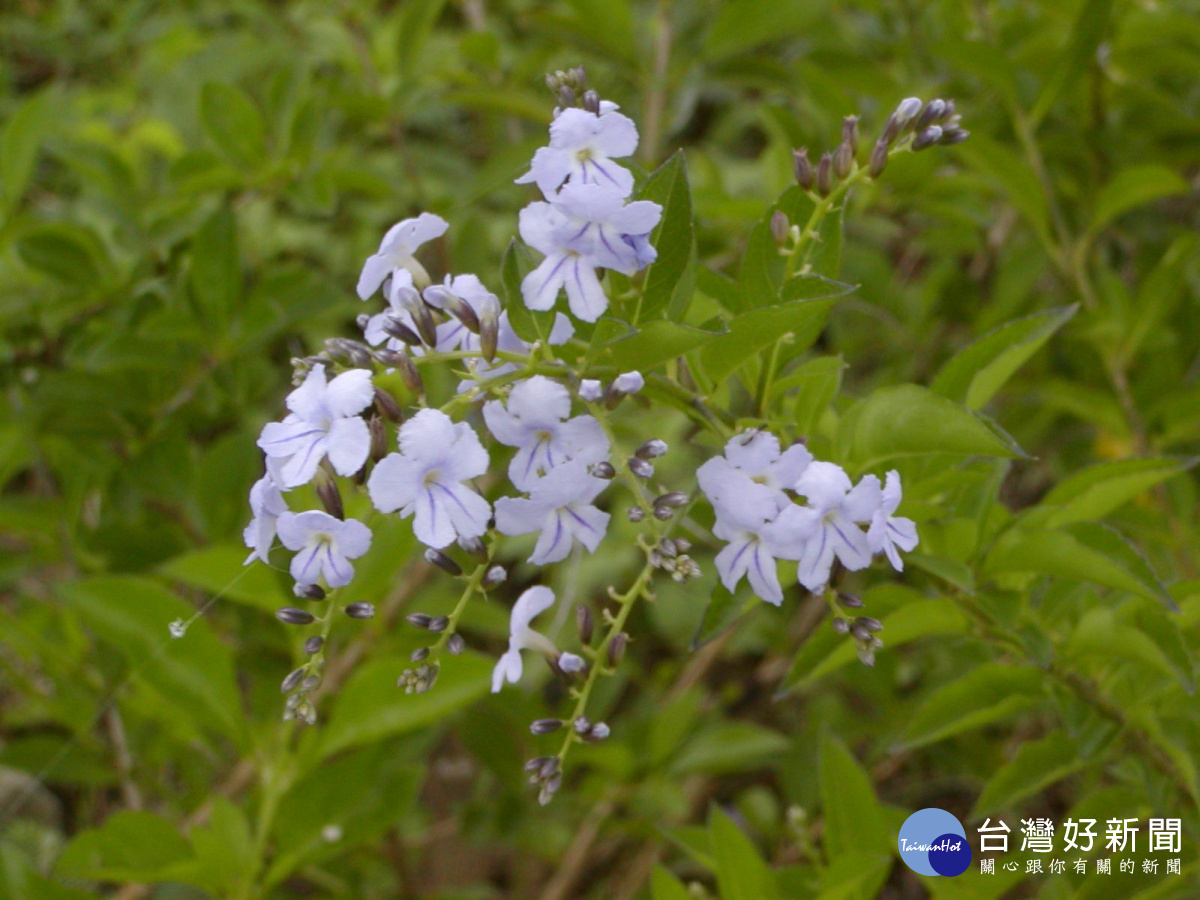 O滯塵力強的金露花。