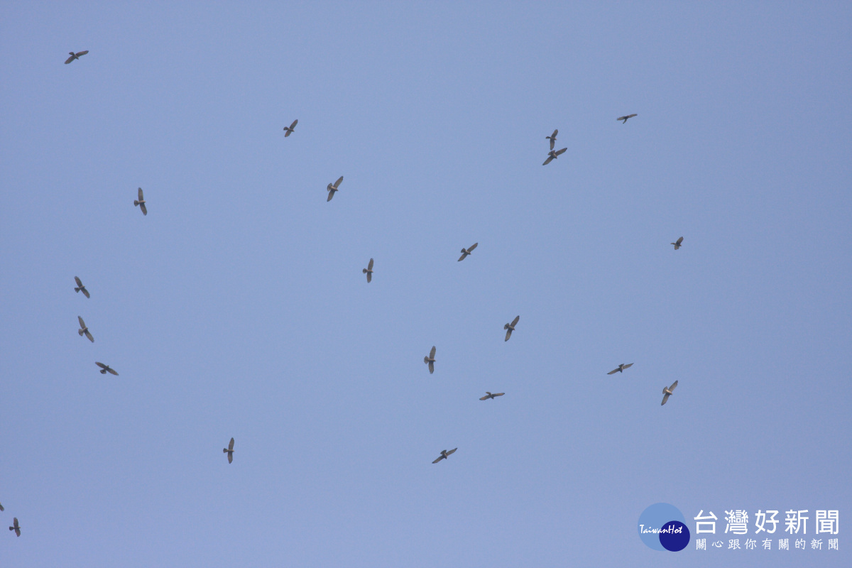 圖/彰化縣野鳥協會鍾上瑋提供