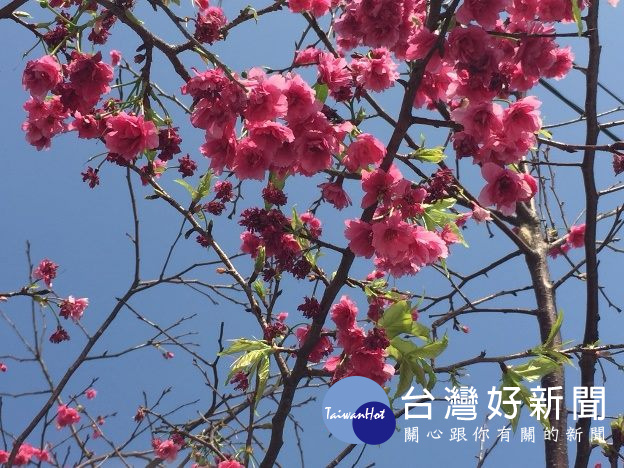 北投區大豐公園,公園位在北投市場正對面,櫻花位在溜冰場旁公館路沿線。