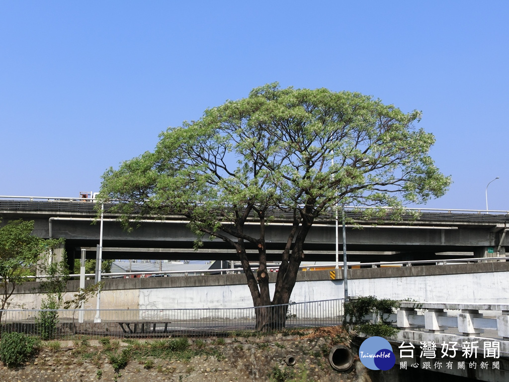 圖說:台中市龍洋橋頭的苦楝樹樹型優美吸睛。（圖/生活中心攝）