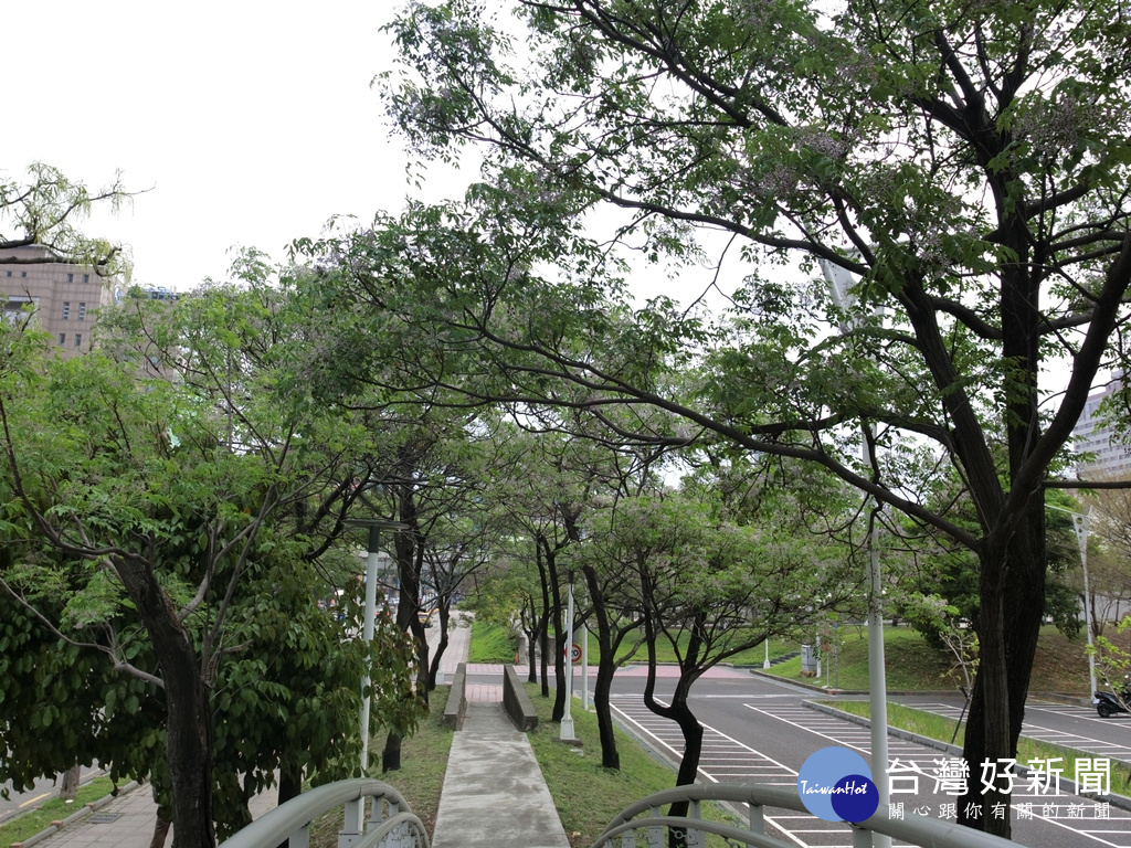 圖說:台中市文心森林公園苦楝樹花道，可近觀賞花，可以清楚的聞到苦楝花的香氣。（圖/生活中心攝）