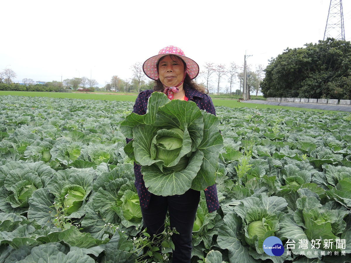 菜賤傷農菜農欲哭無淚 連孫子奶粉錢都賠進去了