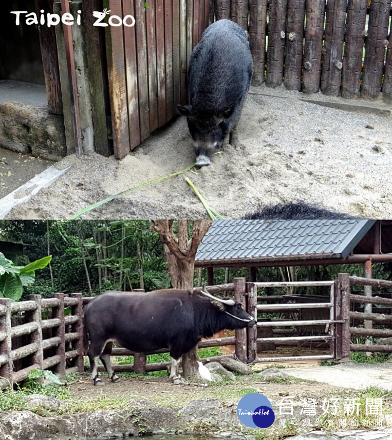 在台灣動物區的入口處，平時是一大片綠油油的草地，坐在邊上還能近距離地觀察山羌追逐嬉戲的身影。近年來動物園環境組的員工發揮許多巧思，會隨著不同節日變換布置的主題，在過完溫馨甜美的聖誕節之後，緊接著是喜氣洋洋的農曆新年，如今正熱熱鬧鬧上演的，是一大片盛開的「紫雲英」！此處已經成為許多民眾參觀動物園時，必定造訪的拍照景點，提醒大家走過路過可千萬別錯過囉！