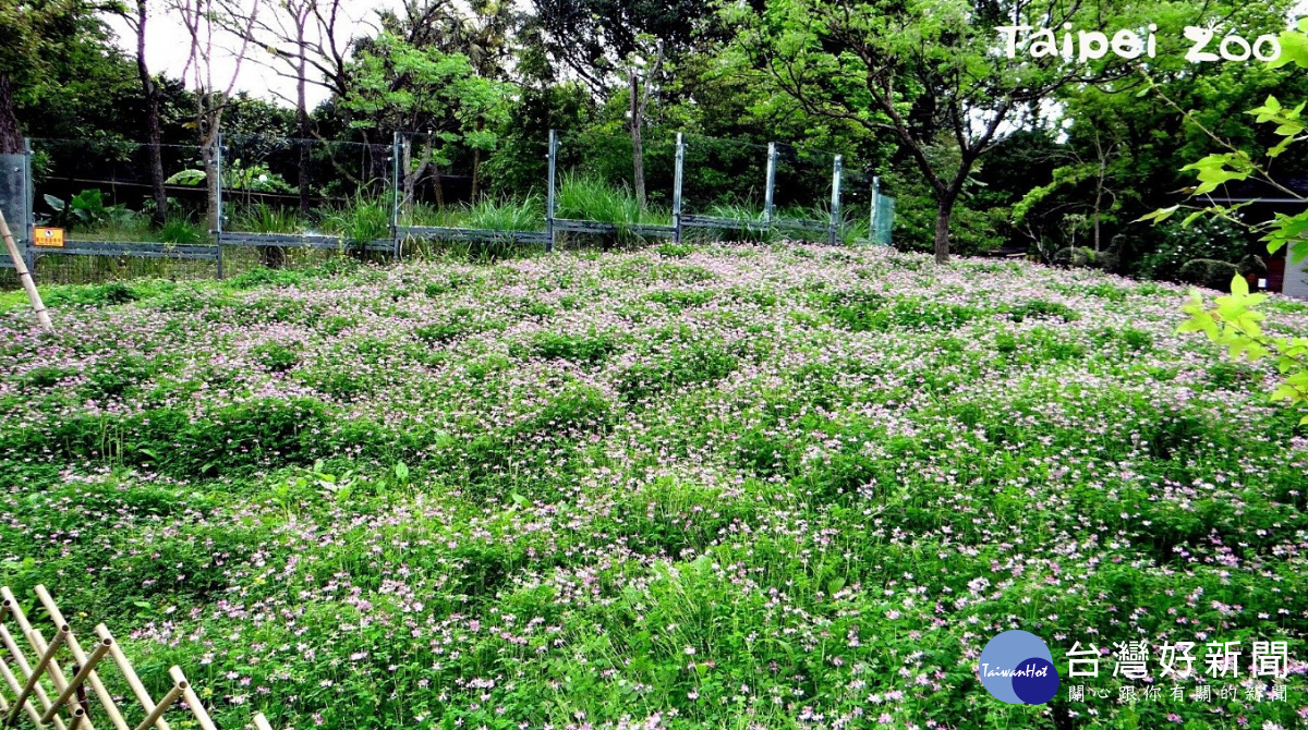 和「紫雲英」同屬的植物，全世界共有1,600多種，性喜潮溼涼爽的氣候，因此在臺灣通常是二期水稻收割後的農地休閒期，農夫播種作為綠肥，花絮呈現紫紅色或粉紅色，盛開時和黃色的油菜花相互競美，交織成一望無際、黃紫相間的花海，對地方觀光發展助益頗大。「紫雲英」的嫩莖葉也可以食用，通常是佐以肉絲大火快炒，口感鮮脆，也可以裹粉油炸後，嚐起來散發一股自然的清香，風味獨具，建議喜歡品嚐野菜的民眾，不妨自己在家動手做做看！