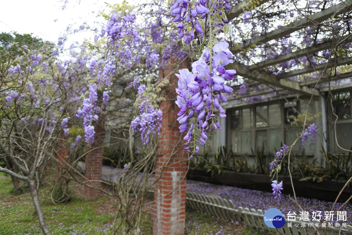 花卉試驗中心紫藤即將滿開(圖/台北市公園處提供)