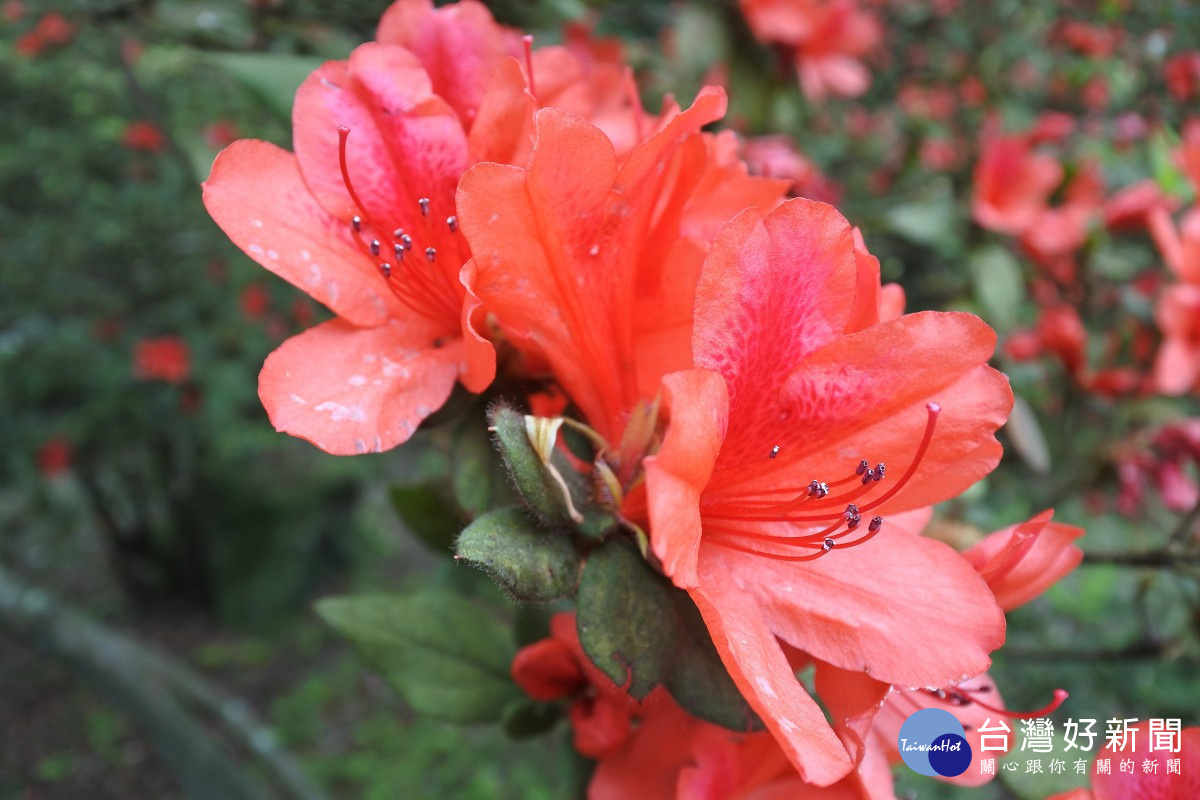 原生種金毛杜鵑盛花（圖／台北市公園處提供）