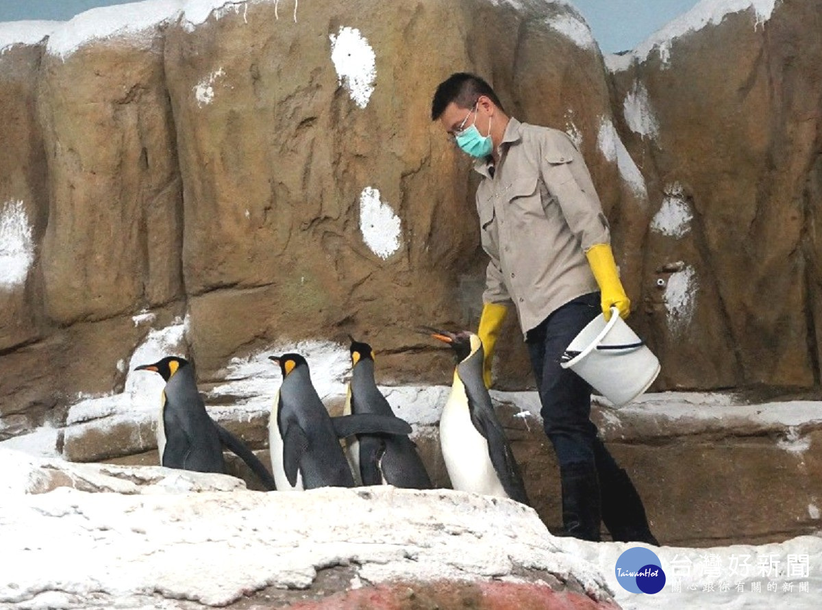 動物園歡迎民眾在每日上午1030及下午330的餵魚時間,一起來仔細觀察,國王企鵝積極進食的樣貌。(圖/台北市立動物園提供)