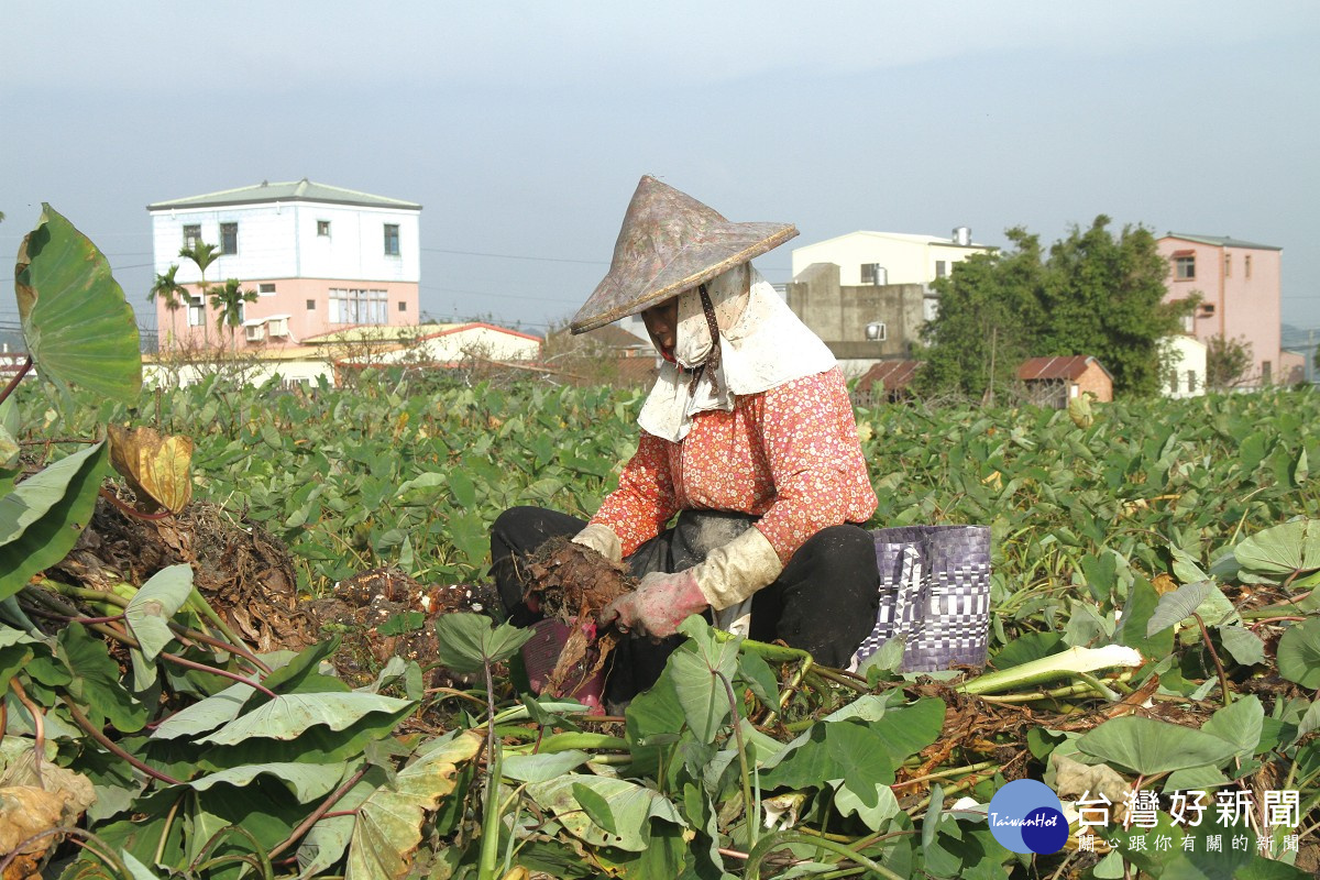 農民親自下芋頭田採芋頭（圖／苗栗縣政府提供）