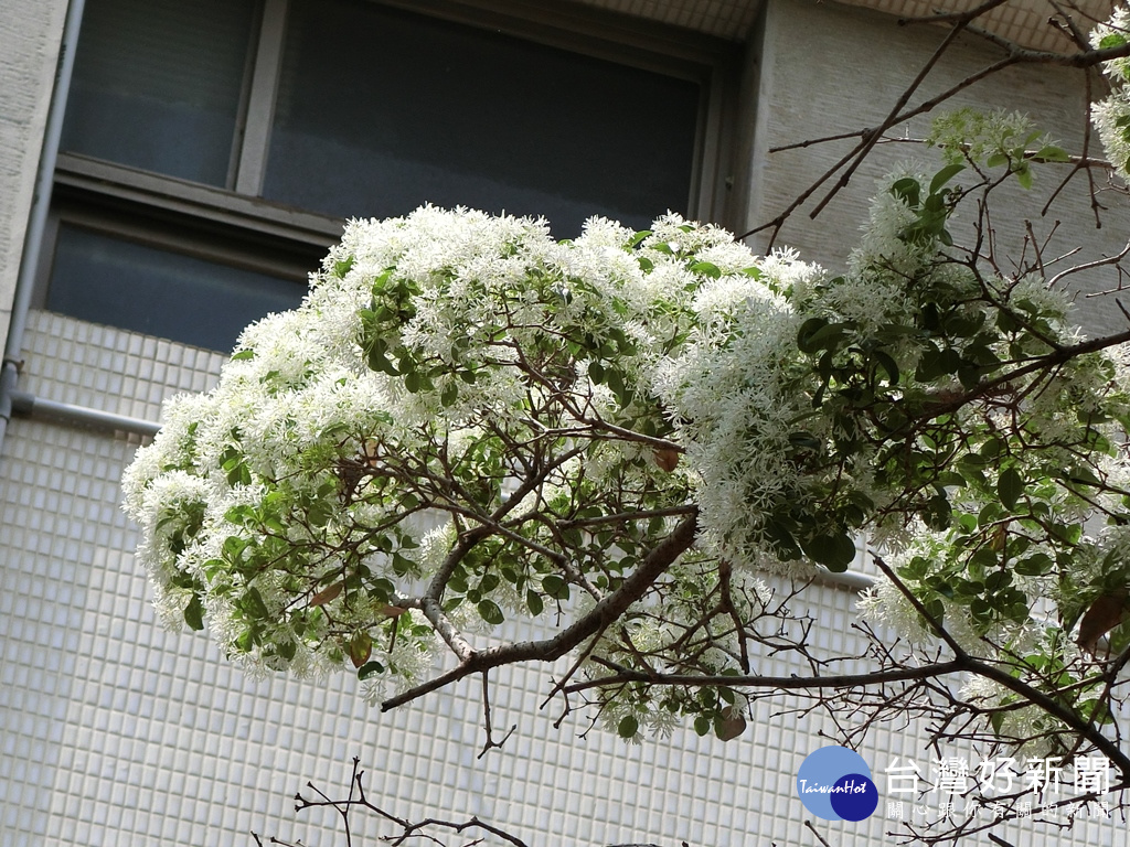 流蘇花遇到風的吹拂，更是可以欣賞到繽紛飄落的白色流蘇花，就像下雪一般。