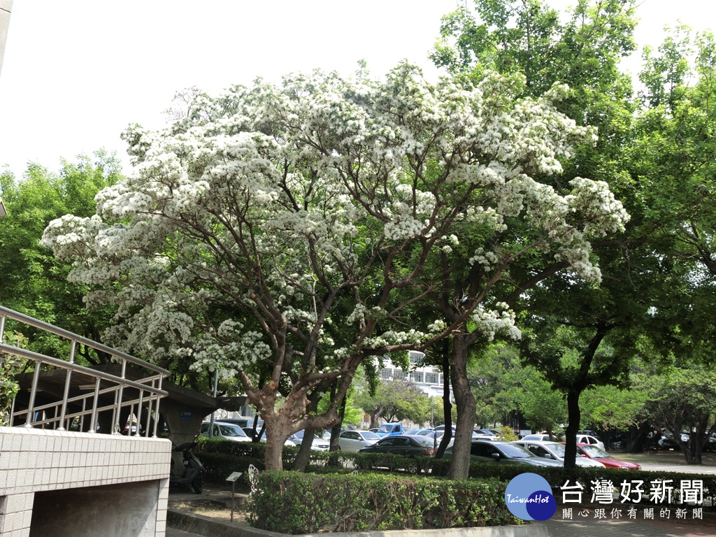 台中市黎明新村干城街的流蘇花正繁茂盛開。
