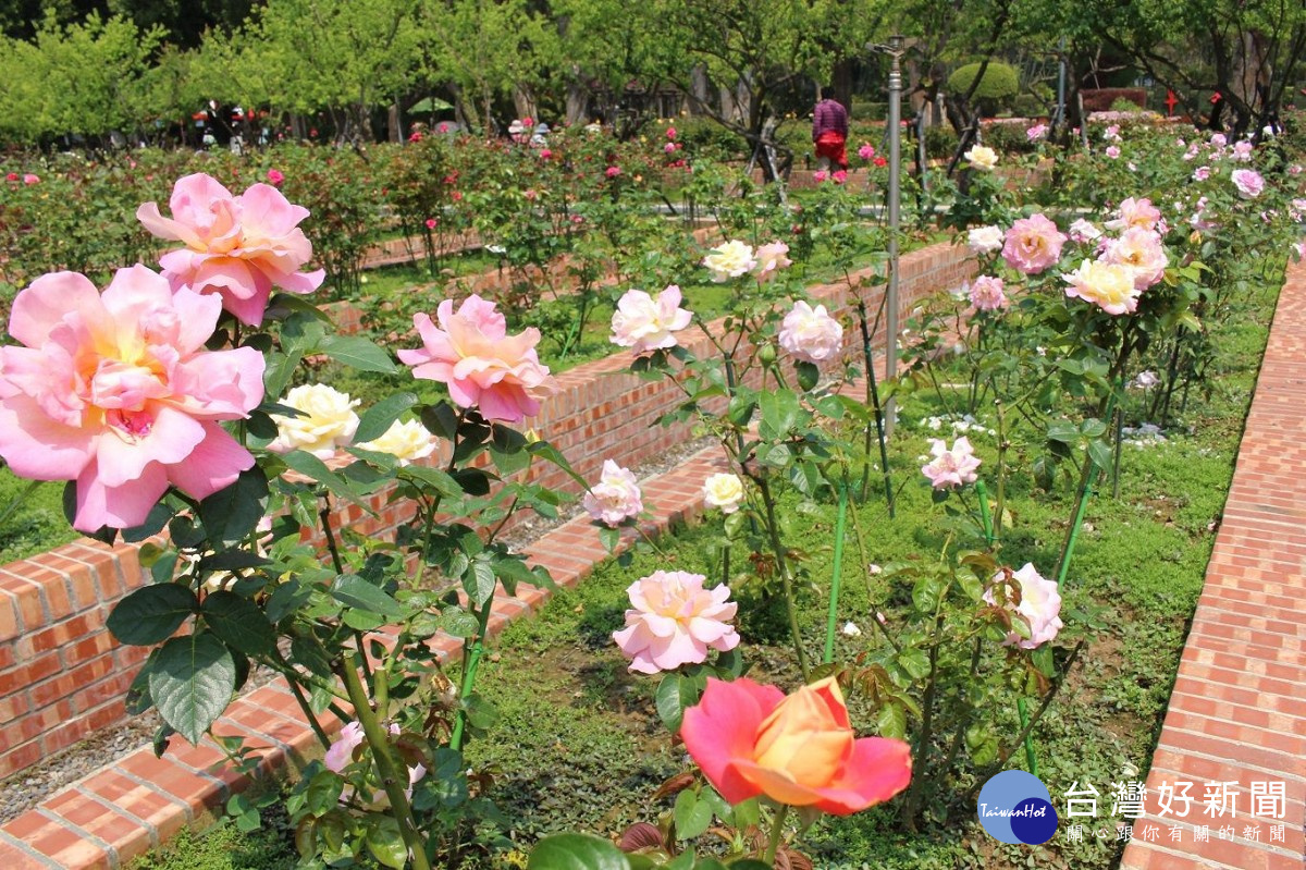 士林官邸玫瑰園玫瑰美麗綻放。（圖／台北市政府提供）
