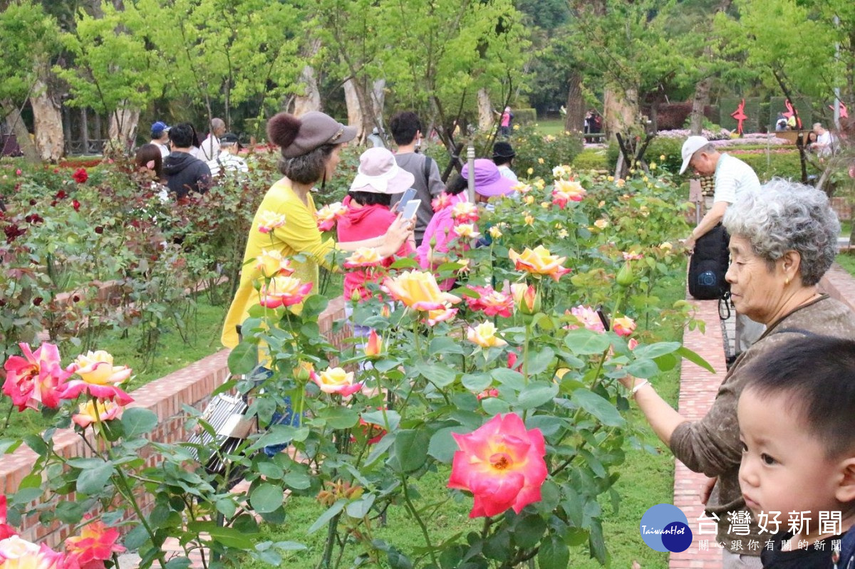 士林官邸玫瑰園吸引人潮補捉玫瑰最美的畫面。（圖／台北市政府提供）