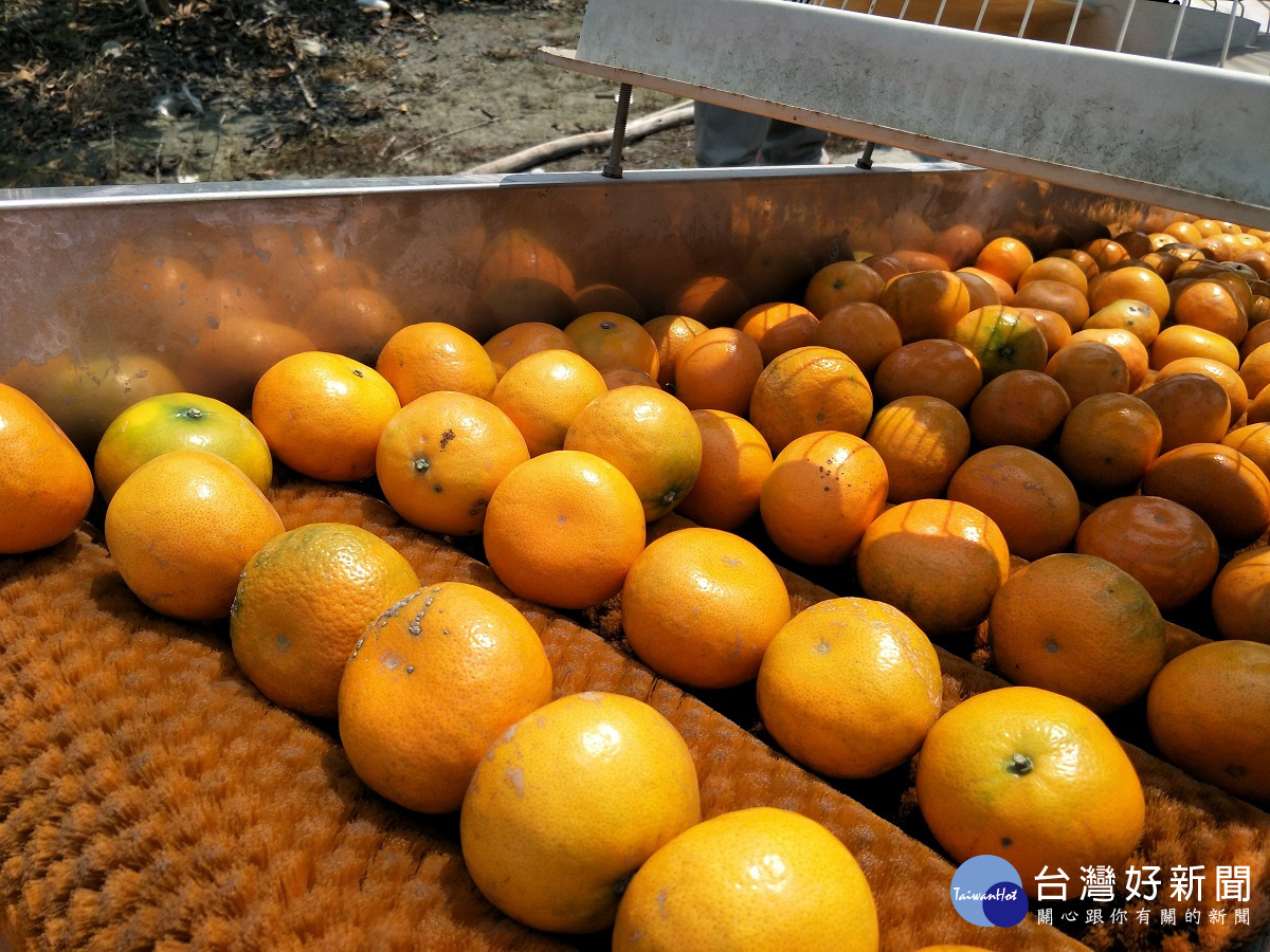 橙色農作主人林秋福說，橘子皮上有一層白白的粉末，它是用來防曬用的碳酸鈣，功用跟人敷面膜一樣，保濕多汁。