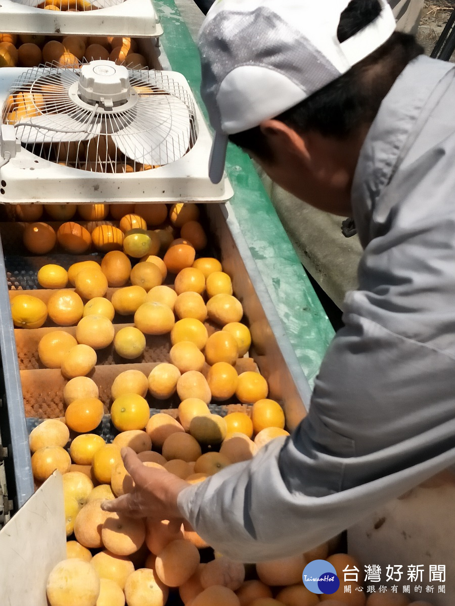 橙色農作主人林秋福說，橘子皮上有一層白白的粉末，他是用來防曬用的碳酸鈣，功用跟人敷面膜一樣，保濕多汁。