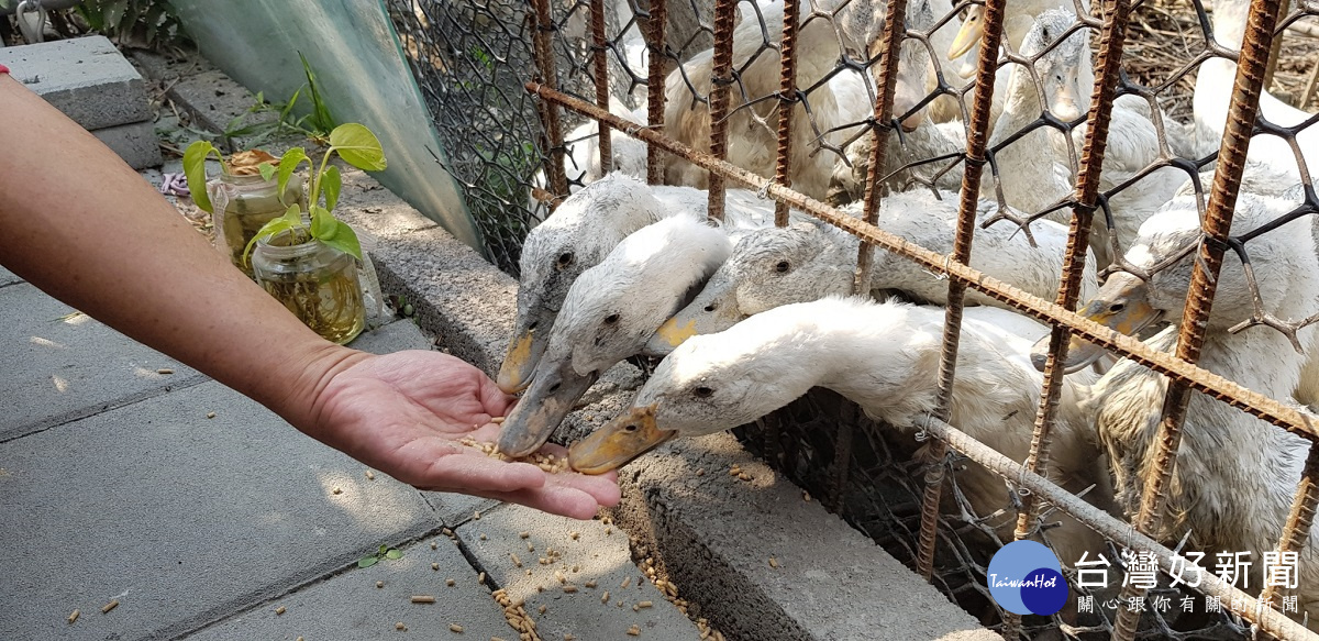 田園秘境的鴨子是吃咖啡長大的,相當有機。