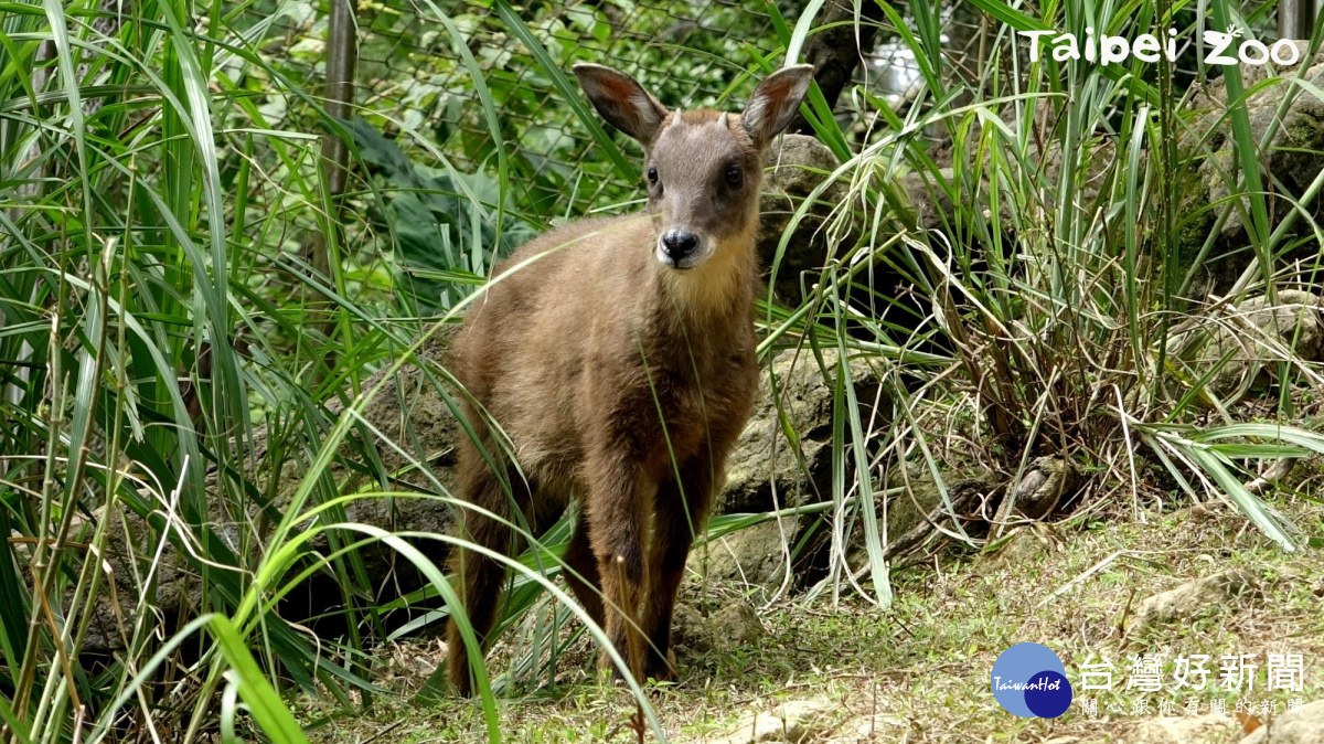 臺灣野山羊寶寶「長稻」頭上已開始長出小小的角