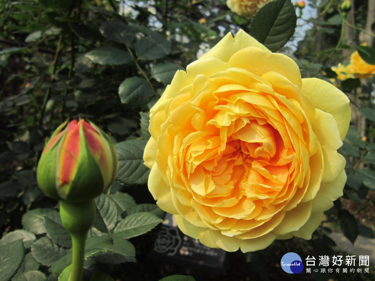 金色慶典花色為濃黃色,不易凋謝,香味具濃濃的甜果香味,植株強健抗病,枝條柔軟可攀藤於花架上。