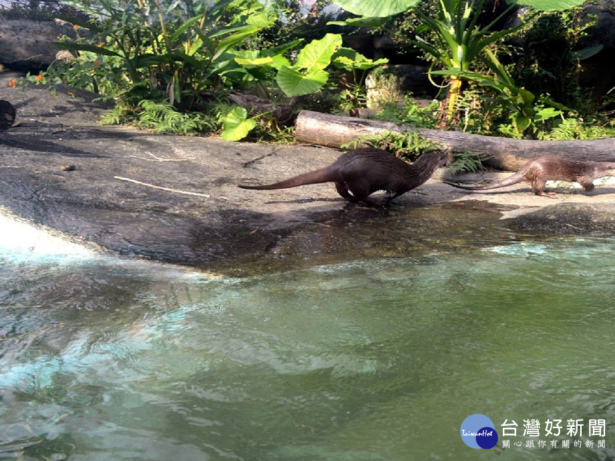 歐亞水獺「小金」(左)和「金莎」(右)配對成功(圖/台北市立動物園提供)