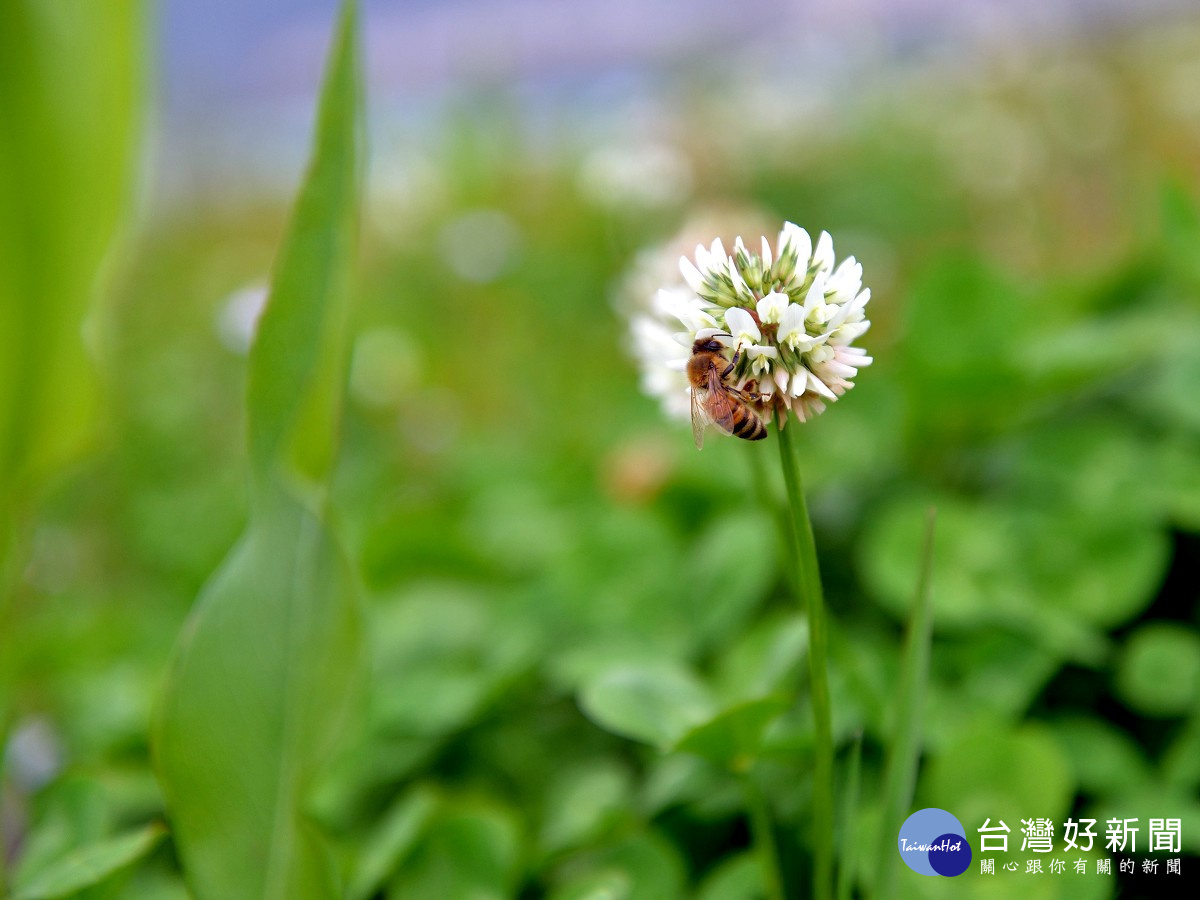 白花三葉草常吸引蜜蜂採蜜。(圖/台北市政府提供)
