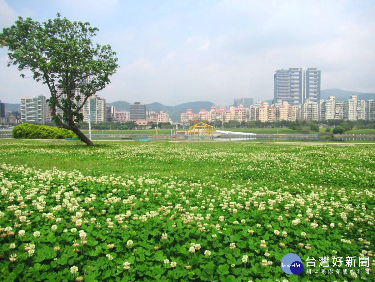 白花三葉草盛開,北市河濱有如下雪般。(圖/台北市政府提供)