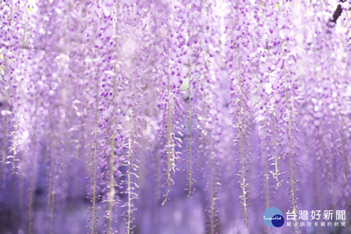 除了櫻花與薰衣草，紫藤花也是花季的主角之一。花季時，一串串的紫藤花沿著藤蔓向下垂延，遠看像是壯闊的流蘇瀑布，近看則是浪漫的紫色花雨。（圖／喜鴻旅行社提供）